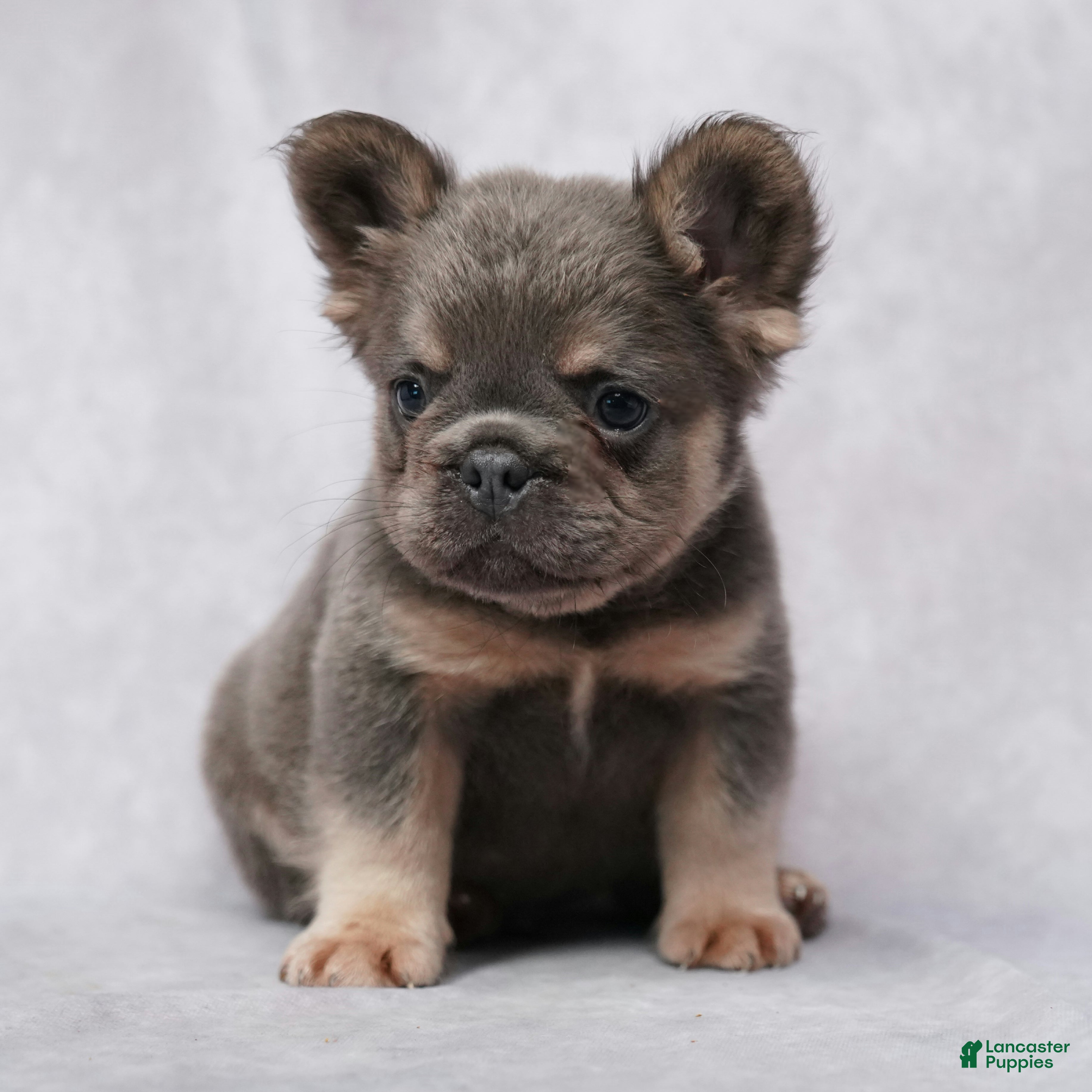 French Bulldog dogs Caleb - Ad 1