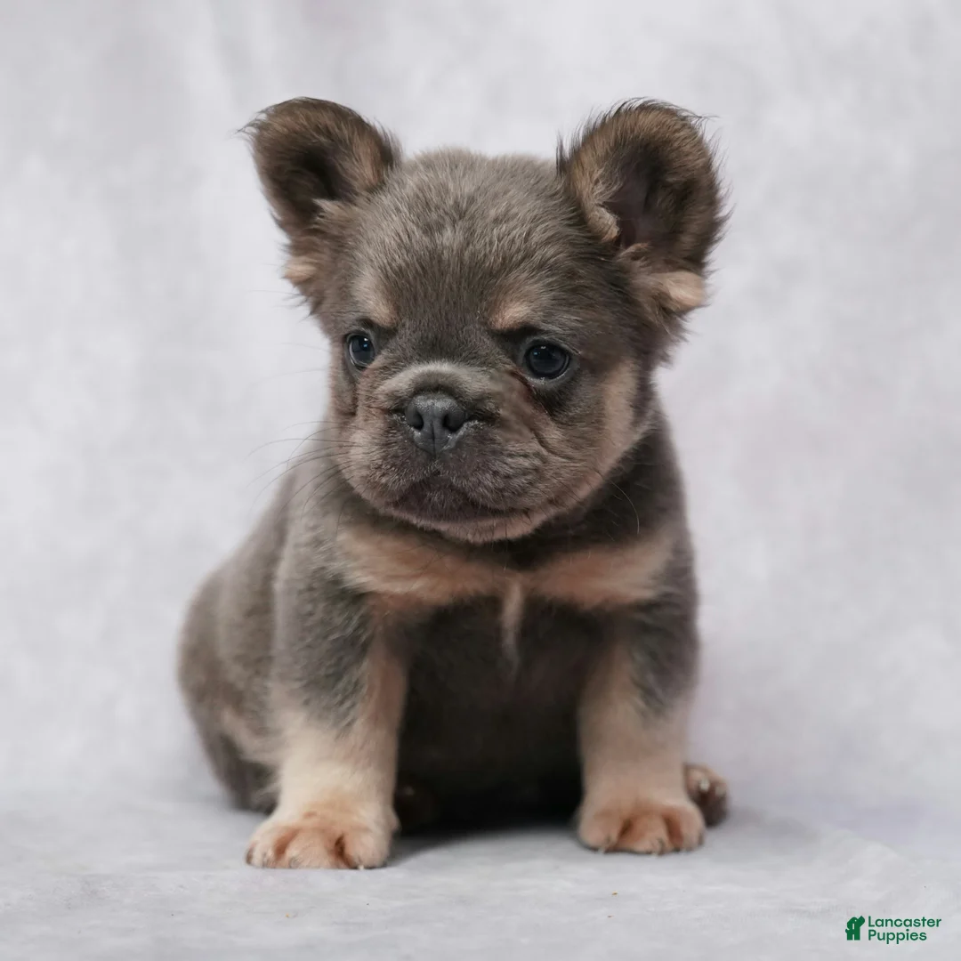 French Bulldog dogs for sale: Caleb - Ad 1