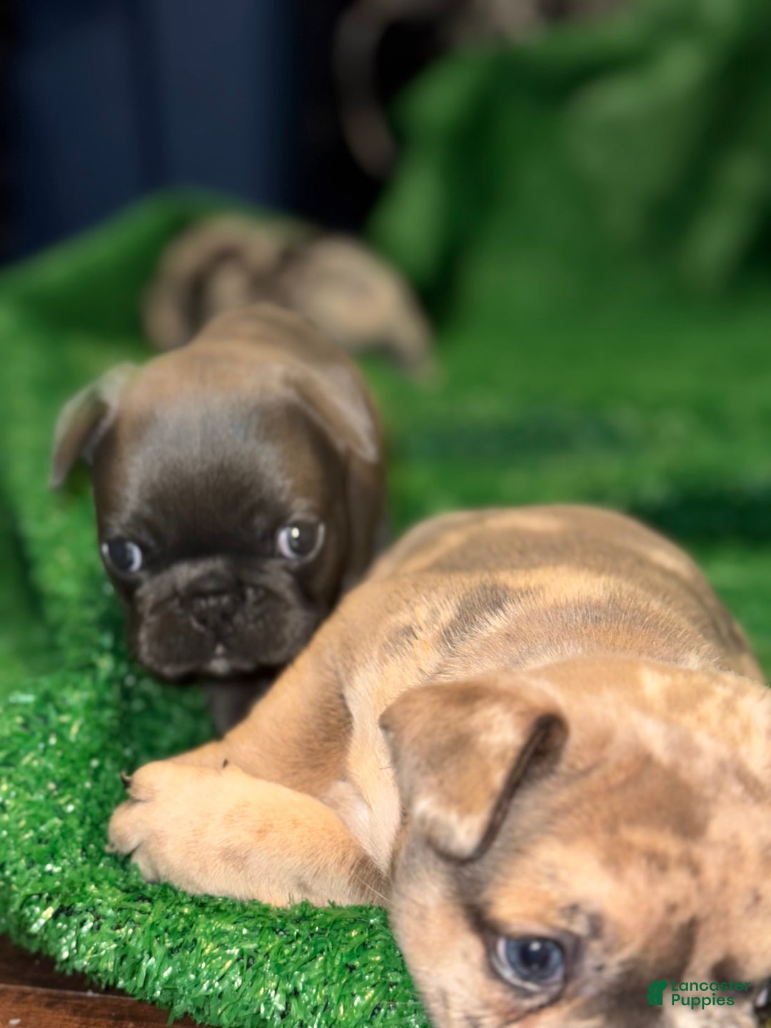 French Bulldog dogs for sale: French Bulldog Puppy 3 - Ad 4