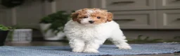 Miniature Poodle dogs for sale: Layla - Ad 5