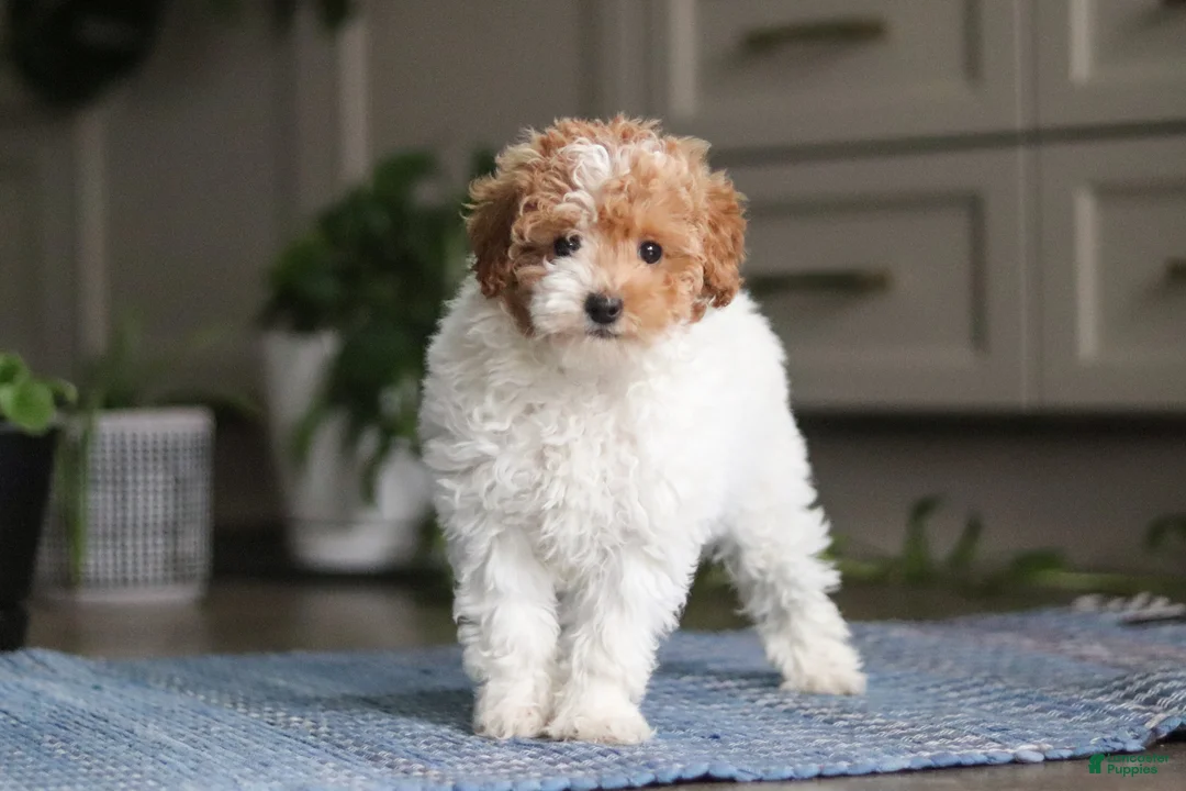Miniature Poodle dogs for sale: Layla - Ad 5
