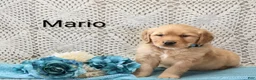 Golden Retriever dogs for sale: Mario - Ad 3