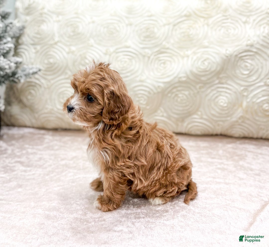 Cavapoo dogs for sale: Emma - Ad 4