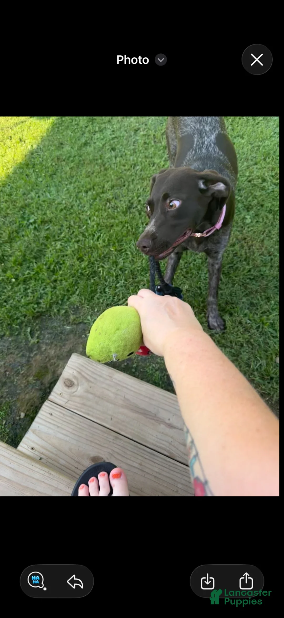 German Shorthaired Pointer dogs for sale: German Shorthaired Pointer 1 - Ad 2