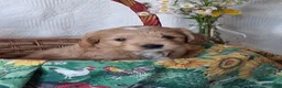 Mini Goldendoodle dogs for sale: Mini Goldendoodle, Diamond - Ad 3