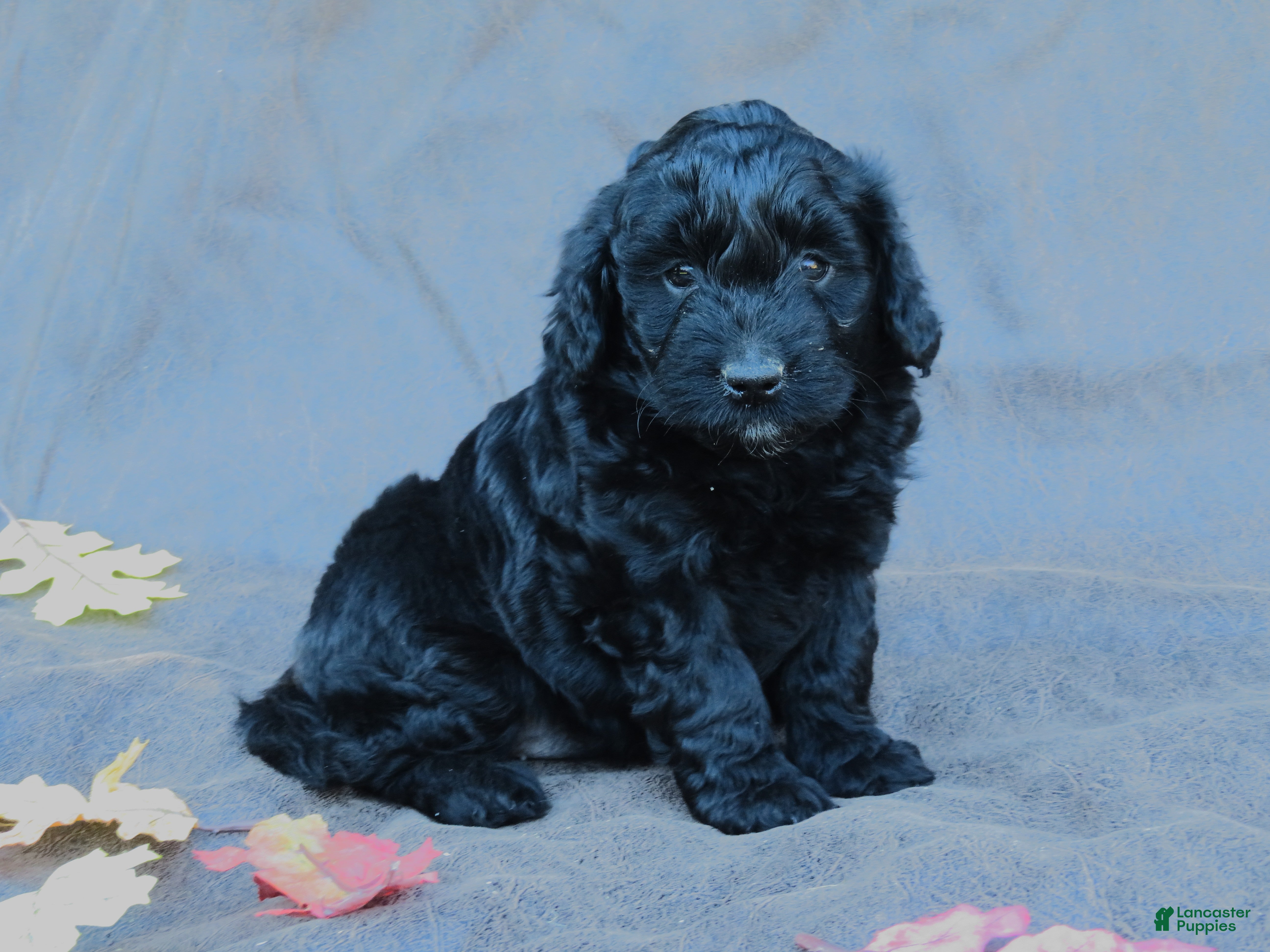 Mixed Breed dogs for sale: Molly - Ad 1