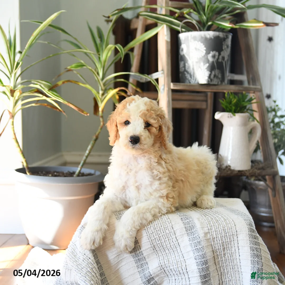 Standard Poodle dogs for sale: Dex  - Ad 5