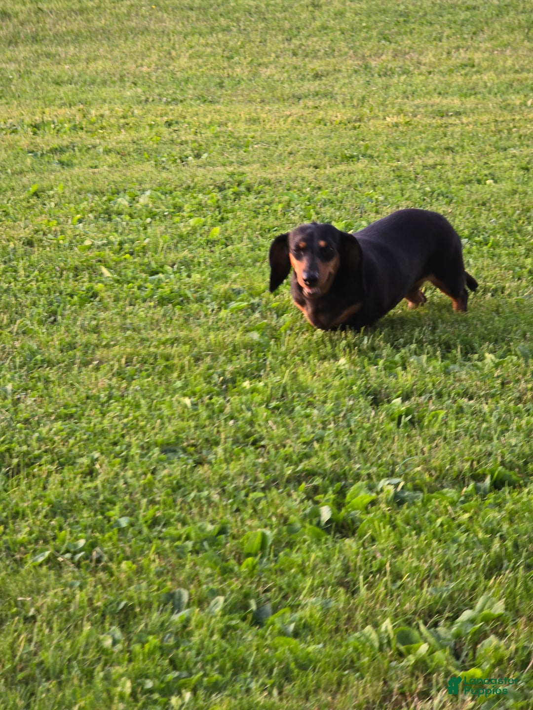 Miniature Dachshund dogs for sale: Stacy - Ad 3