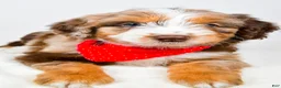 Aussiedoodle dogs for sale: Bear - Ad 6
