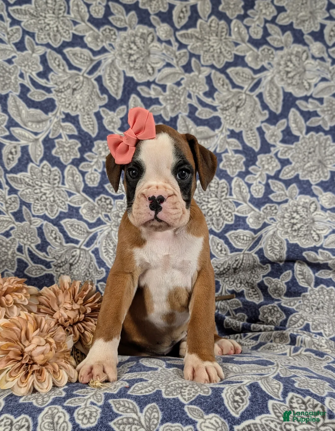 Boxer dogs for sale: Raelynn - Ad 1