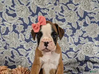 Boxer dogs for sale: Raelynn - Ad 1