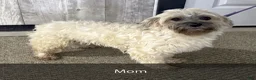 Havanese dogs for sale: Roscoe - Ad 8