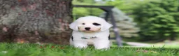 Sheepadoodle dogs for sale: Mason - Ad 8