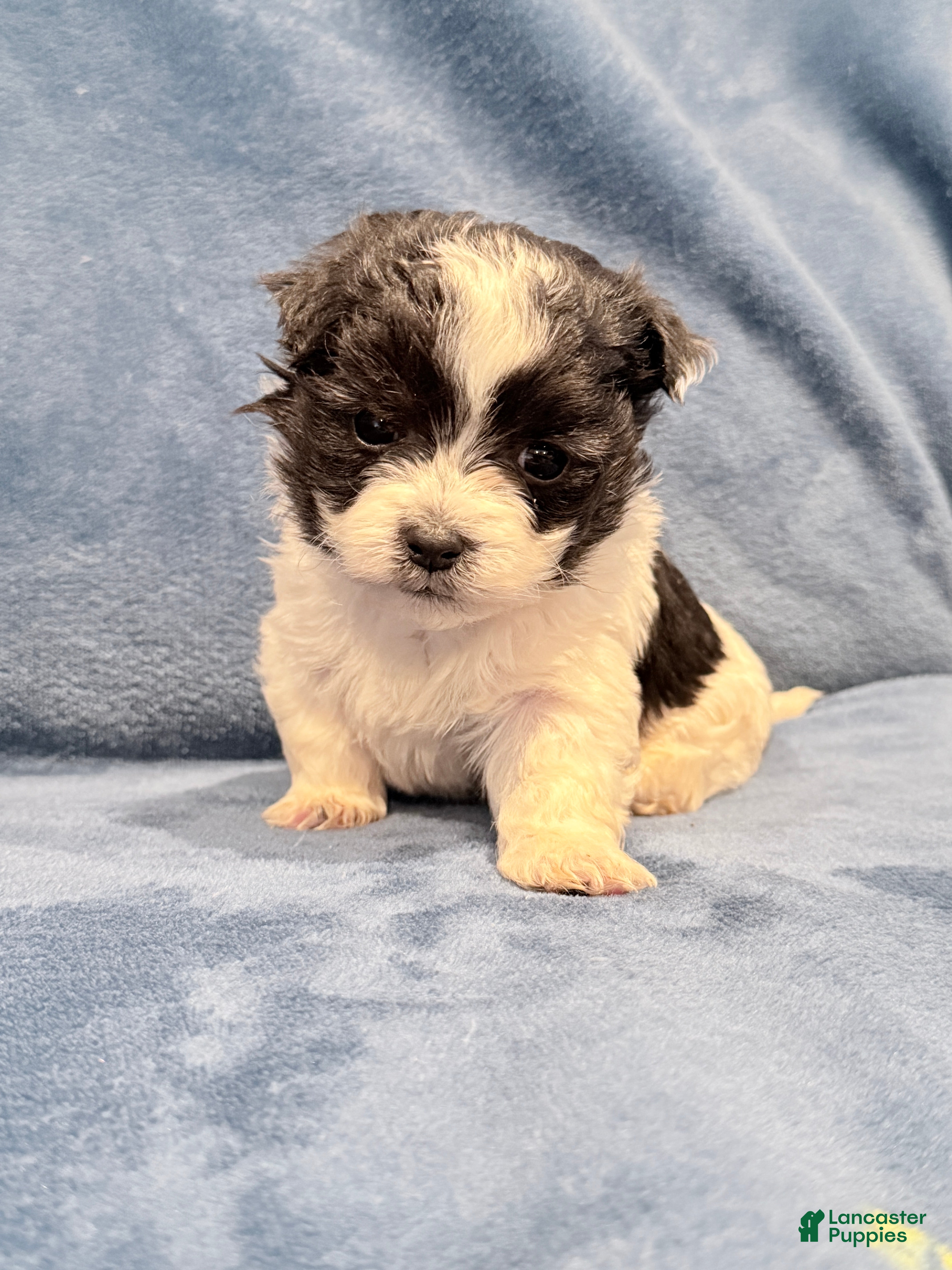 Maltipoo dogs Maltipoo Puppy 3 - Ad 2