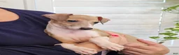 Italian Greyhound dogs for sale: Shiloh - Ad 8