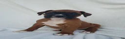 Boxer dogs for sale: Sarge - Ad 4