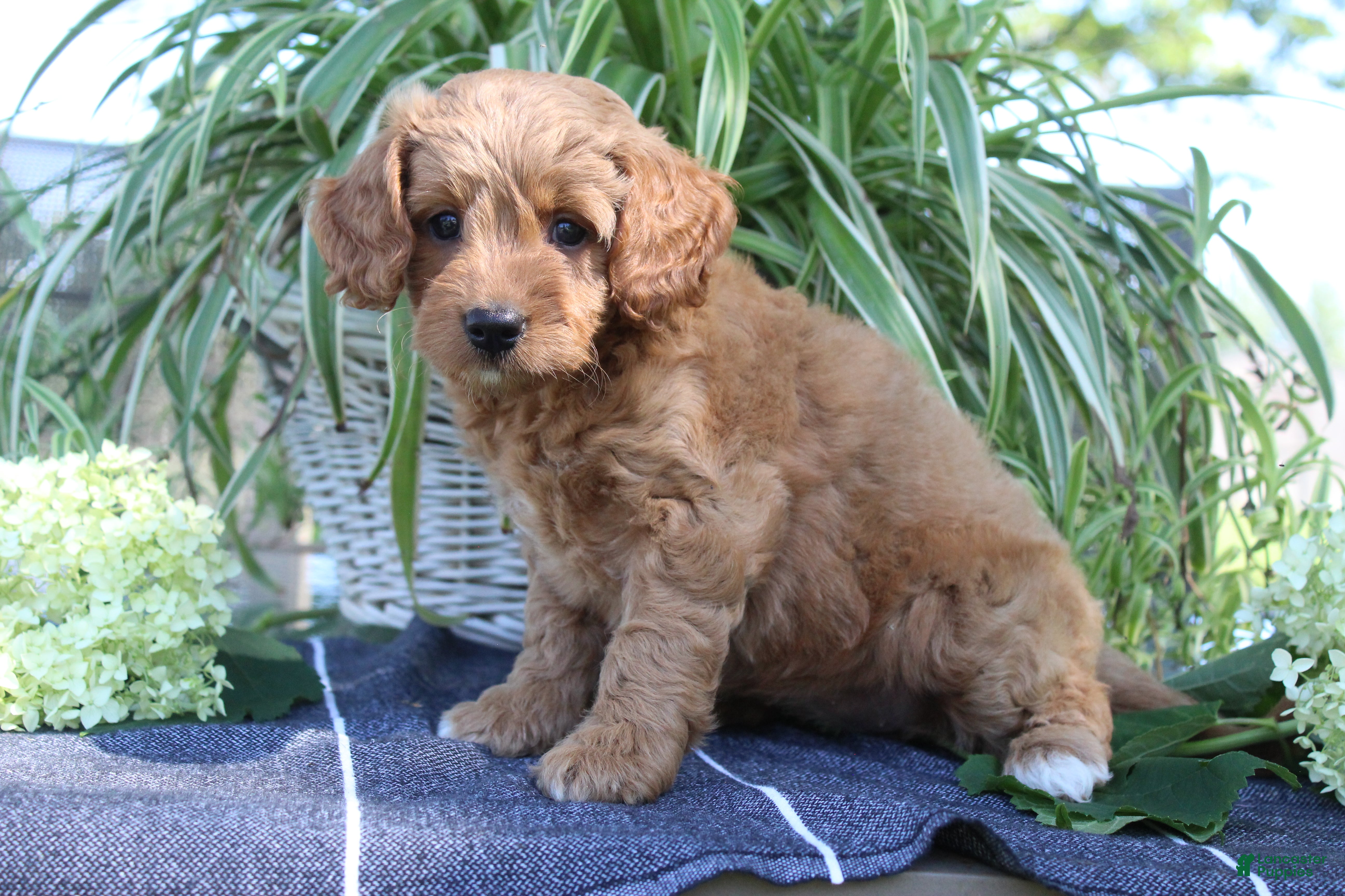 Mini Goldendoodle dogs Smoothie - Ad 1