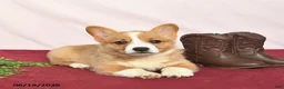 Welsh Corgi Pembroke dogs for sale: Twinkle  - Ad 2