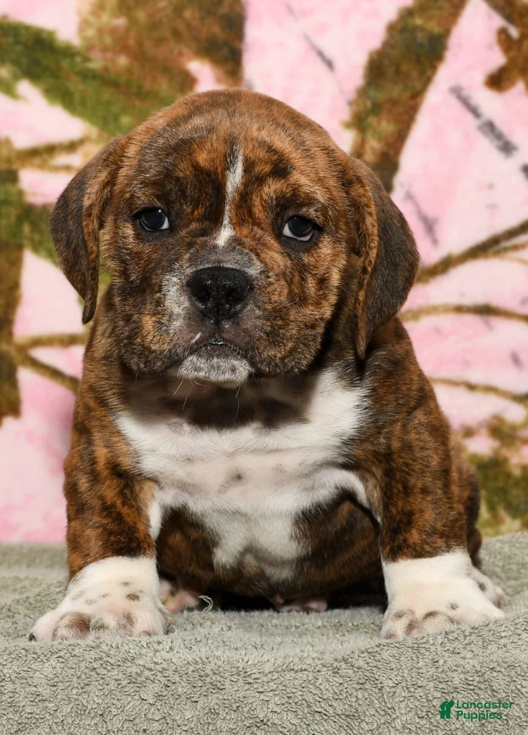 Gallery Image {{count}}