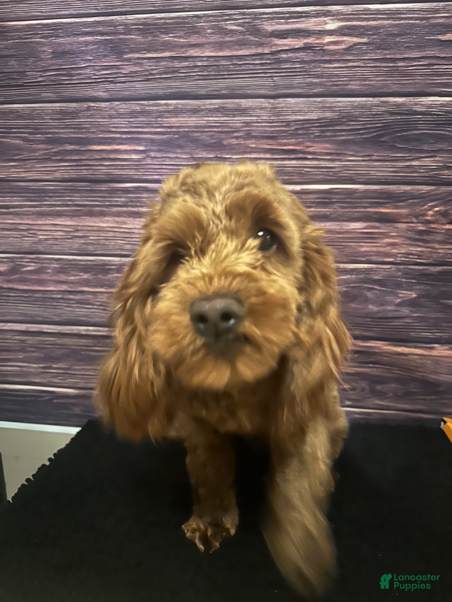 Cockapoo dogs Ariel - Ad 2