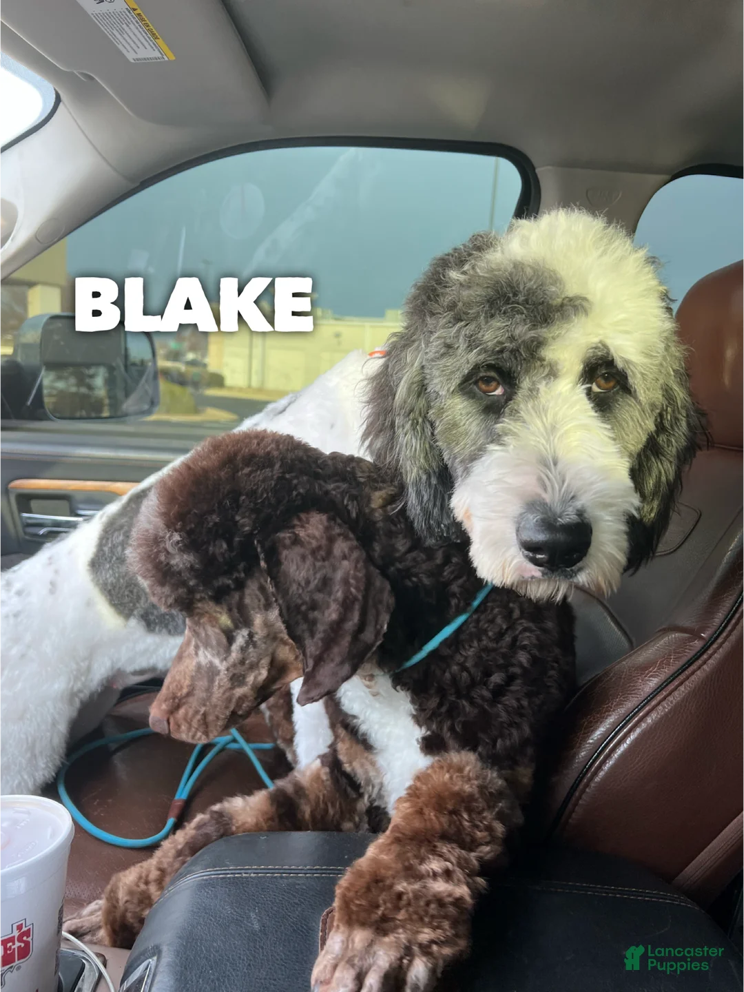 Saint Berdoodles dogs for sale: Blair - Ad 4