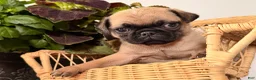 Pug dogs for sale: Pepper - Ad 3