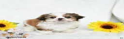 Malshi dogs for sale: Benji - Ad 2