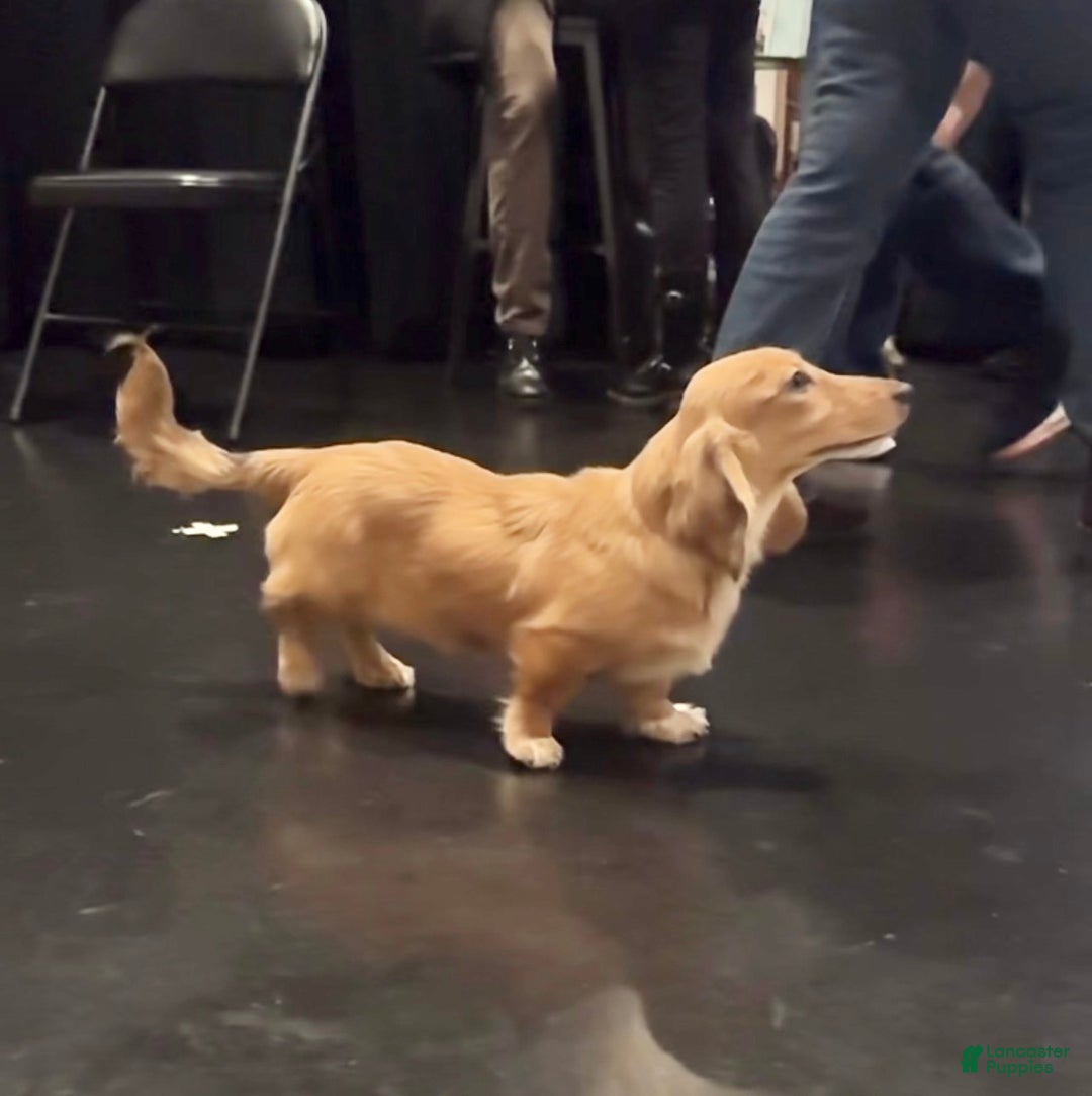 Miniature Dachshund dogs for sale: Cream dapple - Ad 4