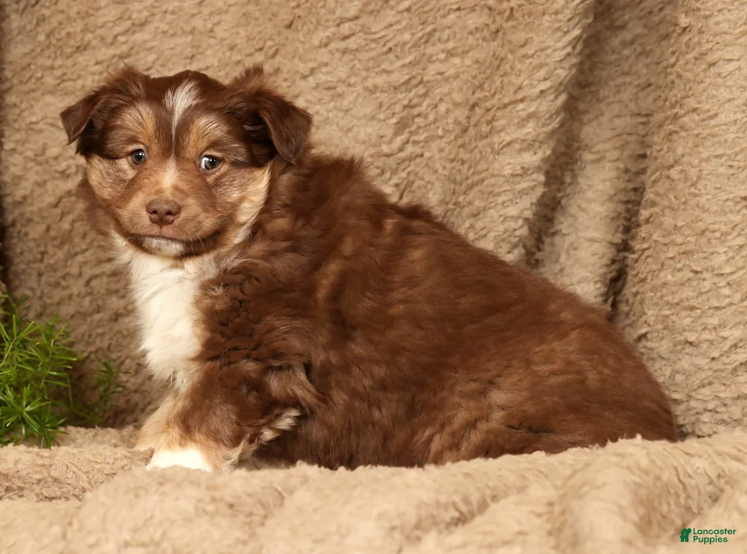 Miniature Australian Shepherd dogs for sale: Dakota - Ad 1