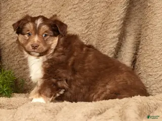 Miniature Australian Shepherd dogs Dakota - Ad 6