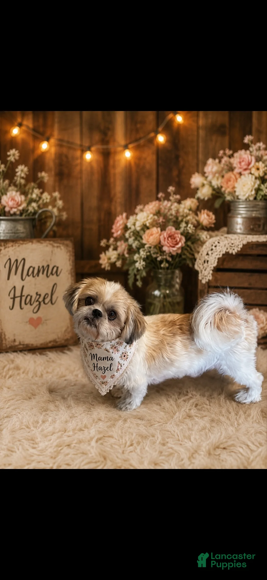 Shih Tzu dogs for sale: Shih Tzu 2 - Ad 5