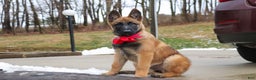 Belgian Malinois dogs for sale: Angel - Ad 5
