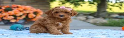 Cavapoo dogs for sale: Felecia - Ad 5