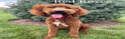 Goldendoodle dogs for sale: Kash💙RESERVED 🐾 - Ad 6