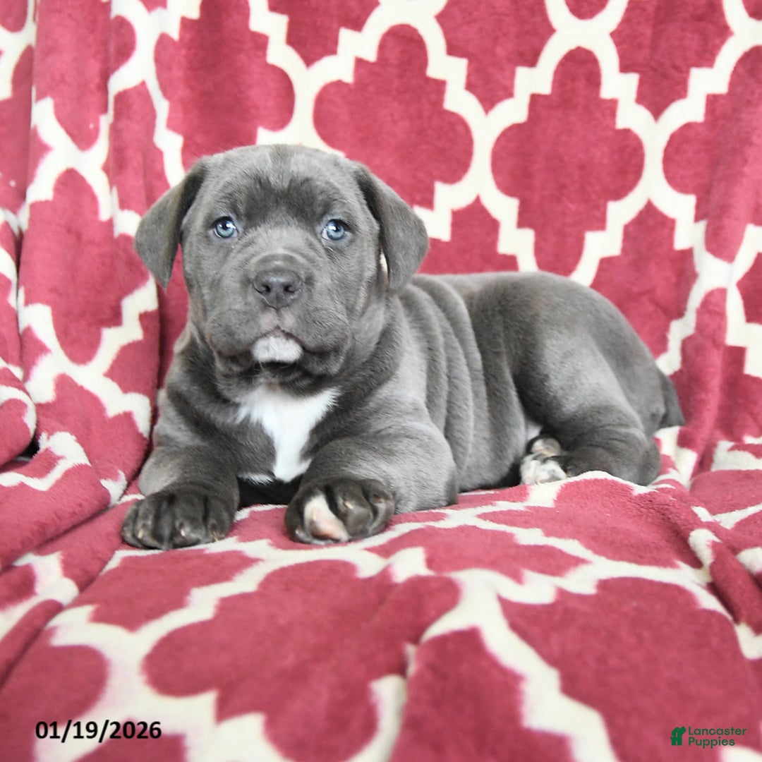 Cane Corso dogs for sale: Bella Mia - Ad 4