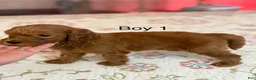 Goldendoodle dogs for sale: Goldendoodle Puppy 1 - Ad 2