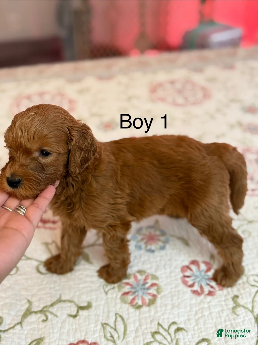 Goldendoodle dogs for sale: Goldendoodle Puppy 1 - Ad 2