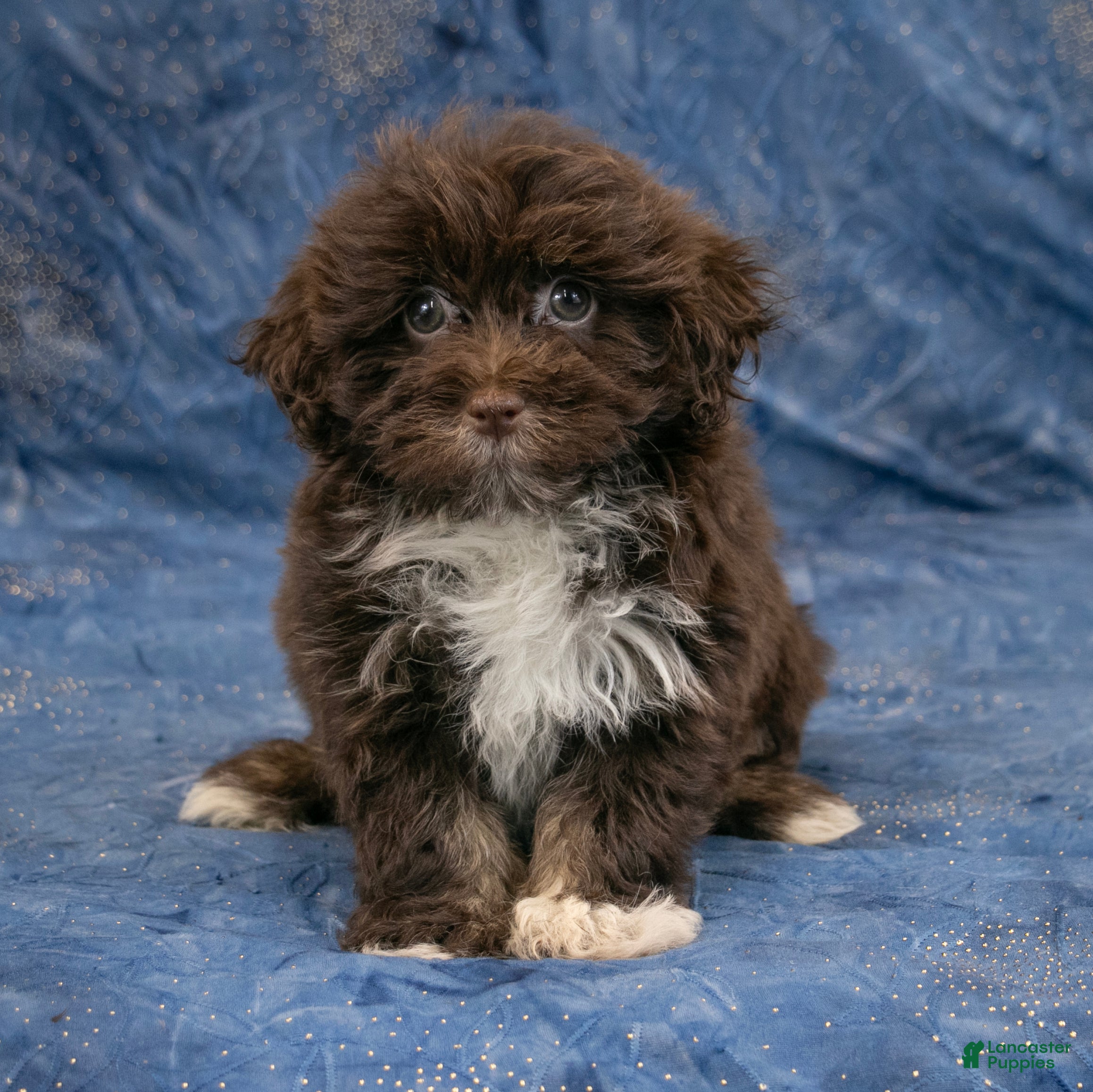 Havanese dogs Rusty - Ad 2