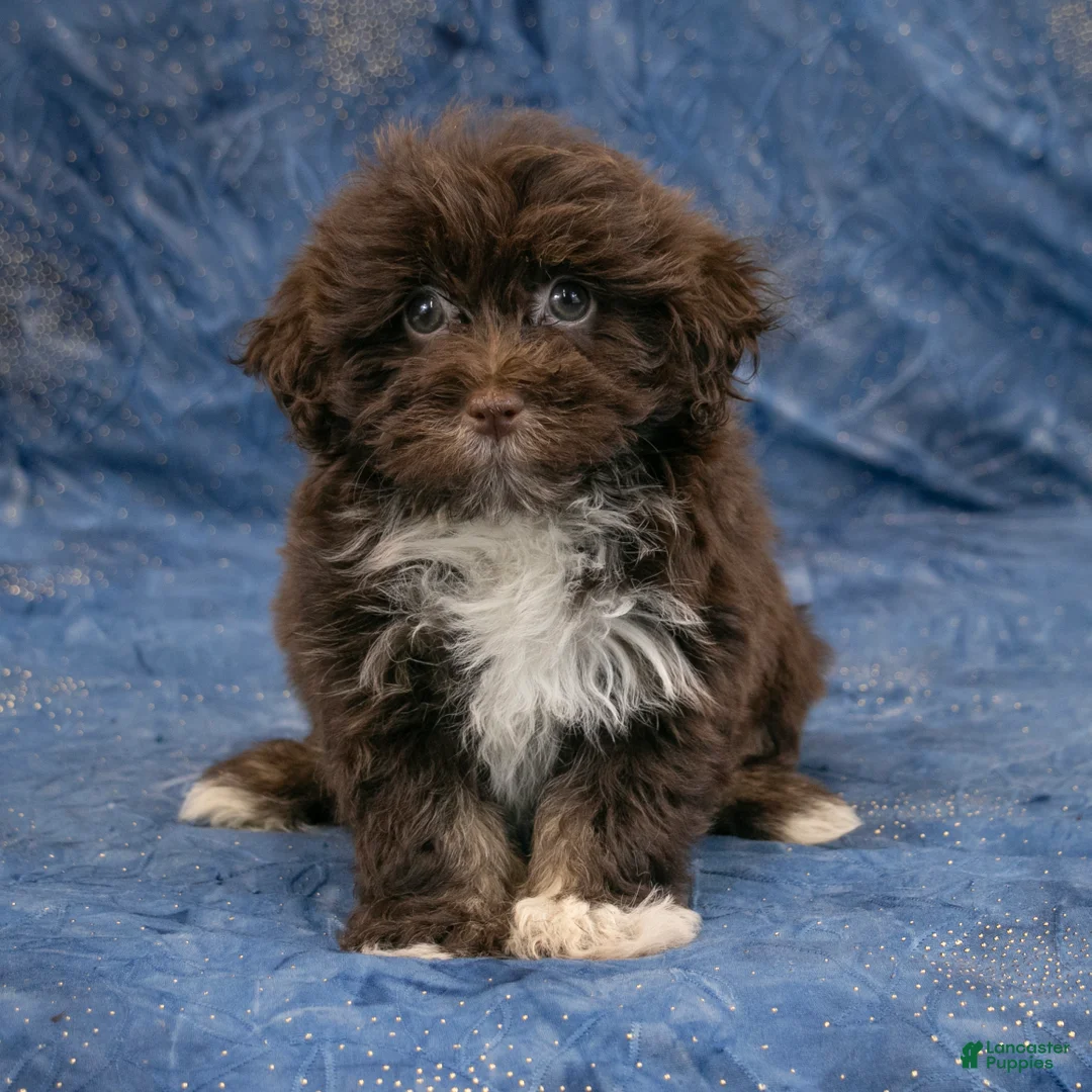 Havanese dogs for sale: Rusty - Ad 2