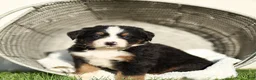 Bernese Mountain Dog dogs for sale: Joey Bernese Mountain Dog  - Ad 4