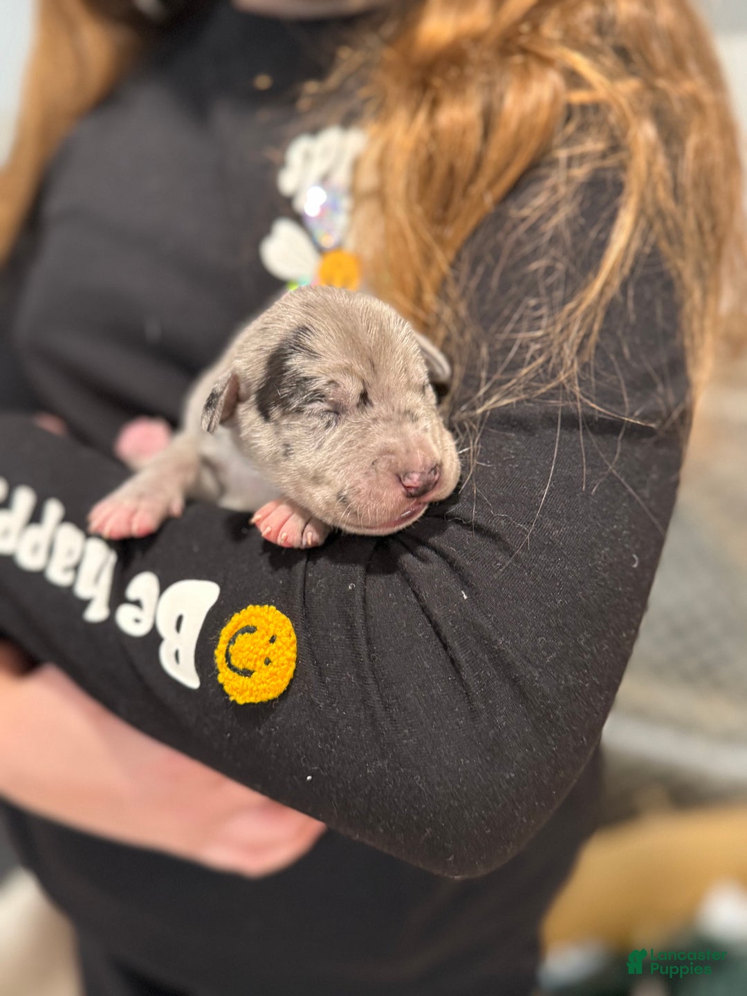 Great Dane dogs for sale: Merle  - Ad 2