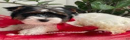 Biewer Terrier dogs for sale: Kricket - Ad 3