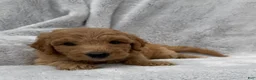 Goldendoodle dogs for sale: Rosy - Ad 5