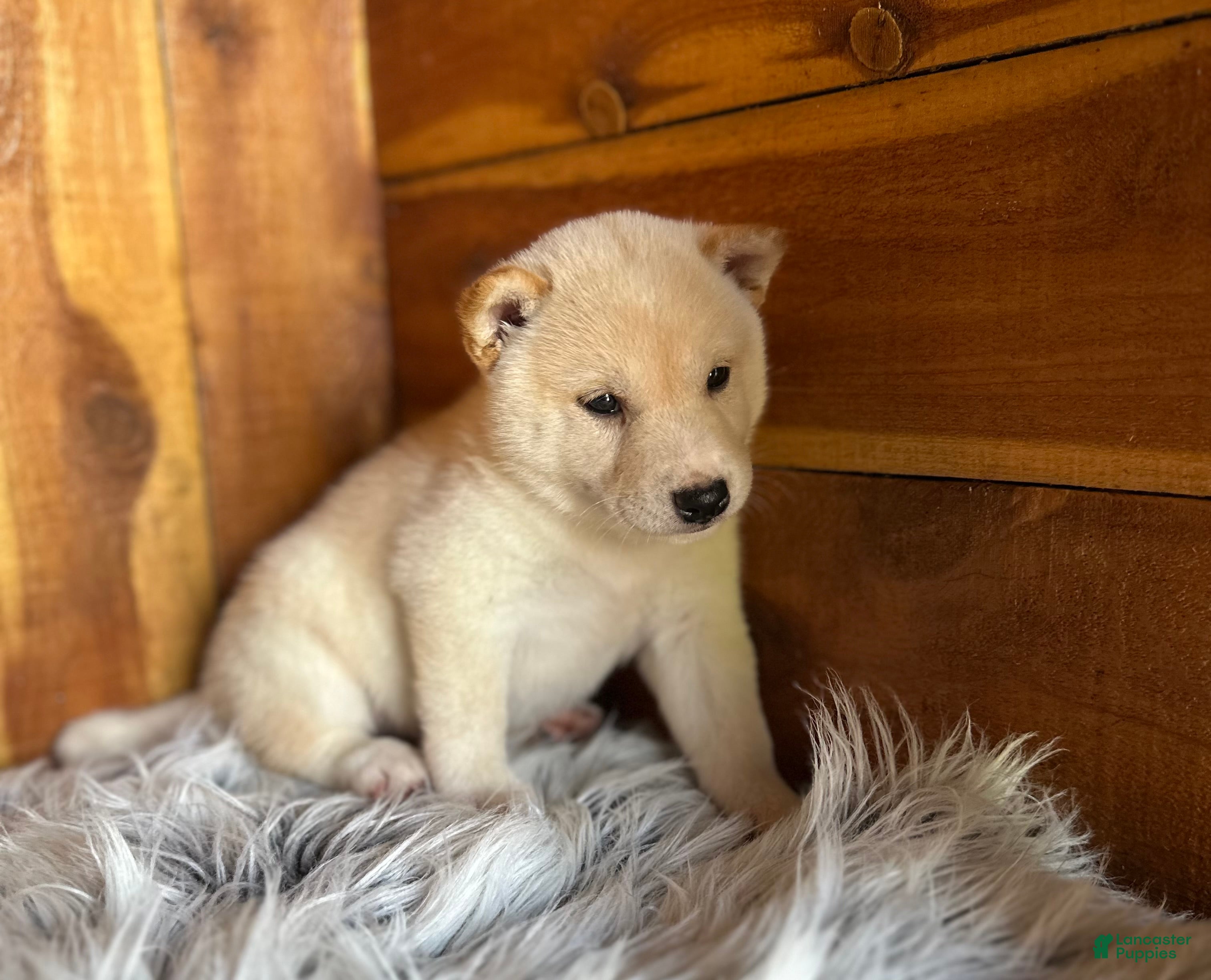 Shiba Inu dogs Shiba Inu Puppy 5 - Ad 1