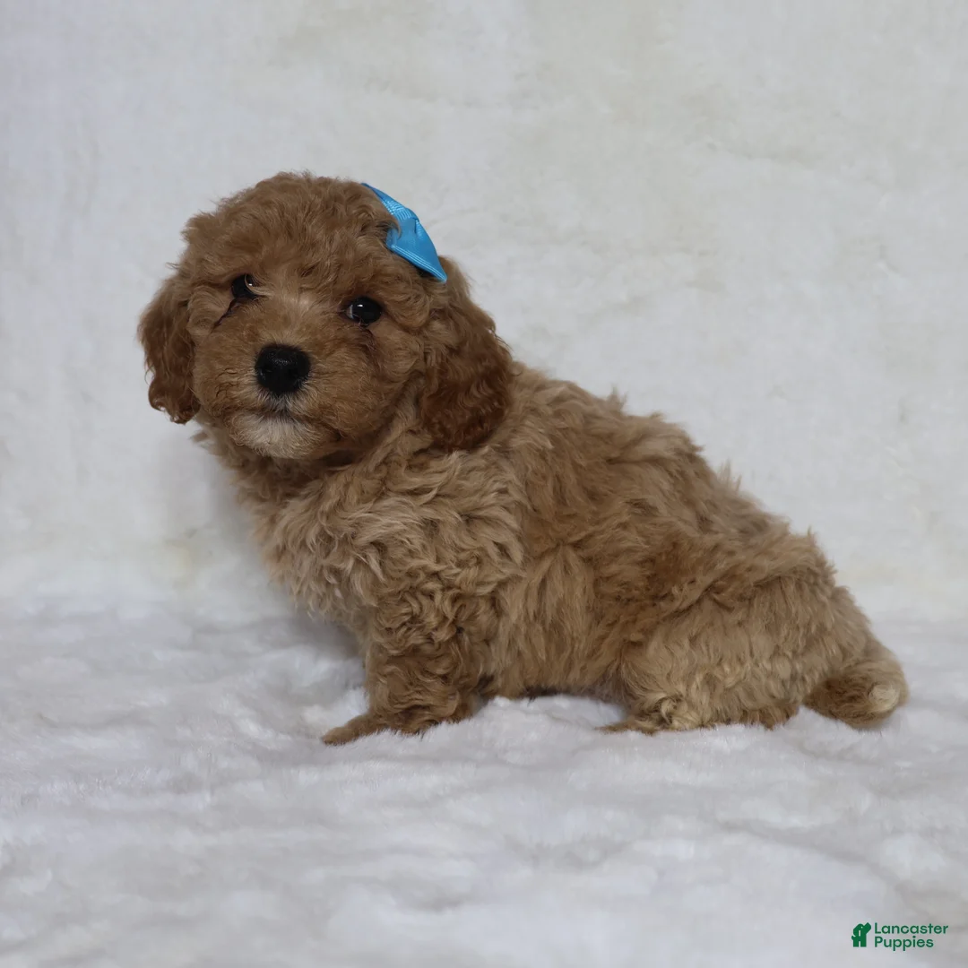 Mini Goldendoodle dogs for sale: Tucker - Ad 2