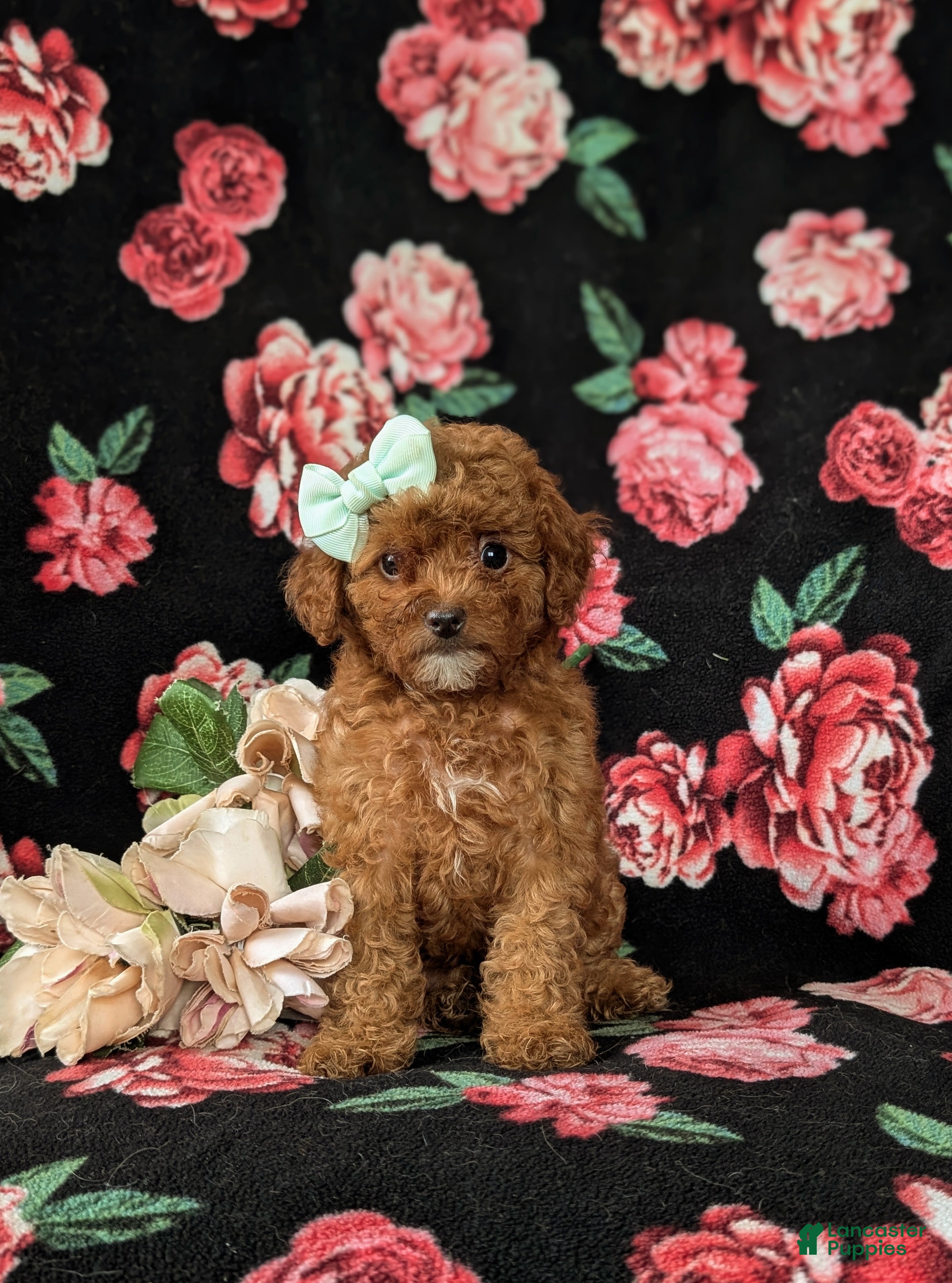 Cavapoo dogs Gracie Hypoallergenic - Ad 2