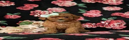 Cavapoo dogs for sale: Gracie Hypoallergenic - Ad 2