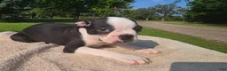 Boston Terrier dogs for sale: Boston Terrier Male 1 - Ad 2