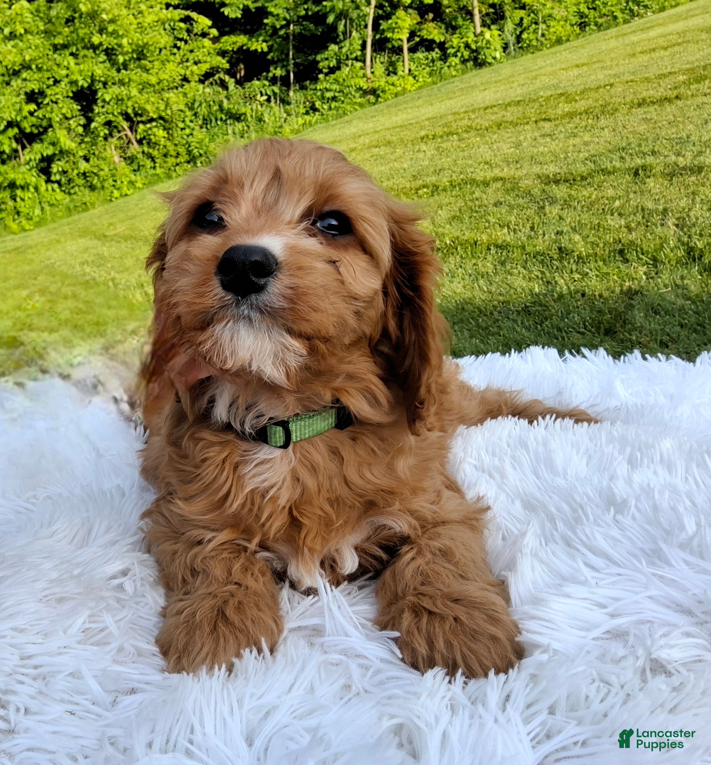 Cavapoo dogs Puddles - Ad 2