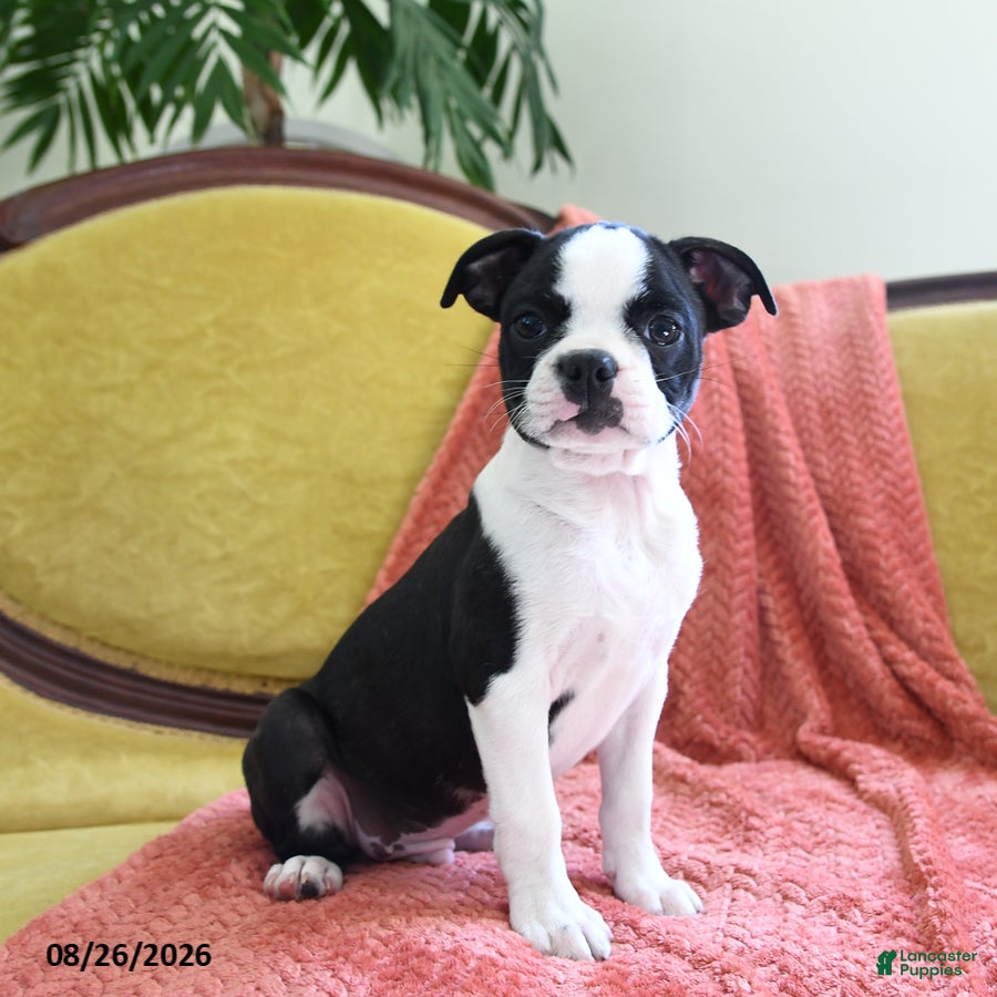 Boston Terrier dogs Zipper - Ad 1